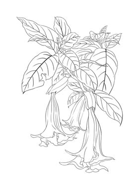 工笔花卉兰花