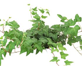 绿色装饰小清新树叶背景简约植物背景