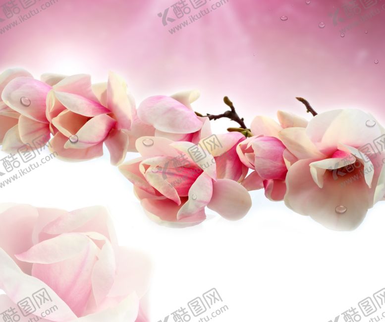 编号：38859709220054233561【酷图网】源文件下载-粉色挑花花瓣含苞待放