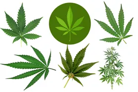 大麻png免扣高清素材