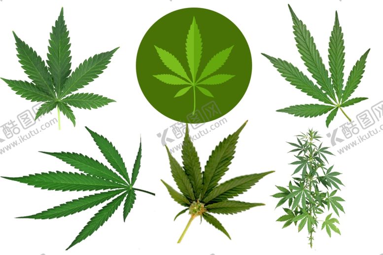 编号：59552210271221337600【酷图网】源文件下载-大麻png免扣高清素材