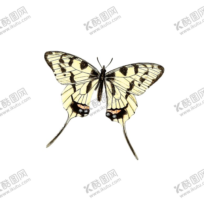 编号：51947505111954285443【酷图网】源文件下载-蝴蝶透明PNG免扣