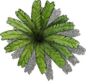 手绘植物