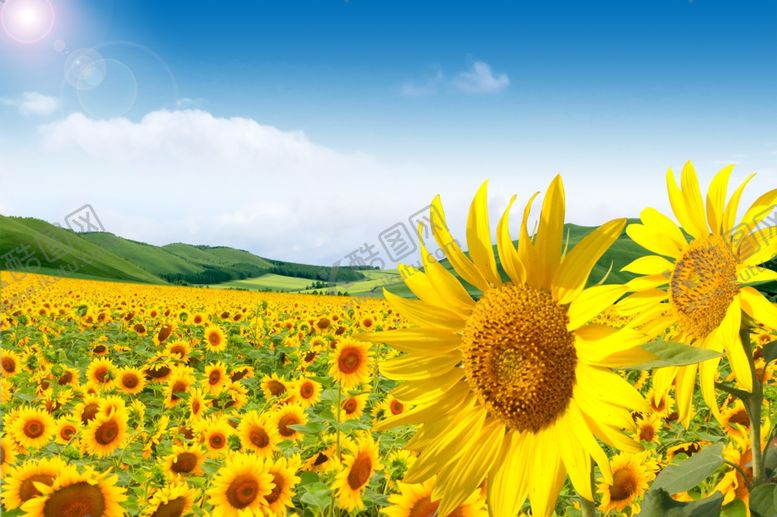 编号：97932909150337423302【酷图网】源文件下载-向日癸和蓝天