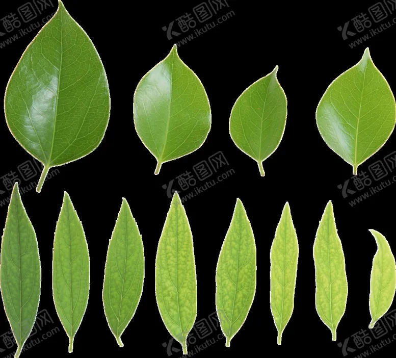 编号：39584610270952297293【酷图网】源文件下载-绿叶 png 植物 矢量图  
