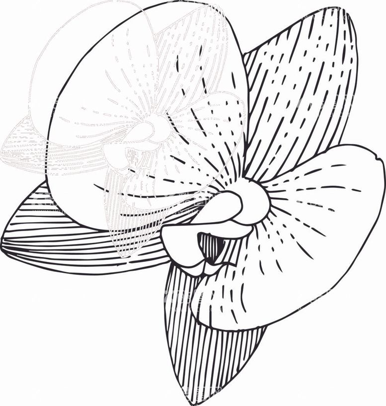 编号：34459312050242428837【酷图网】源文件下载-白描植物