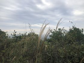 清明节水墨芦苇简单大气宣传海报