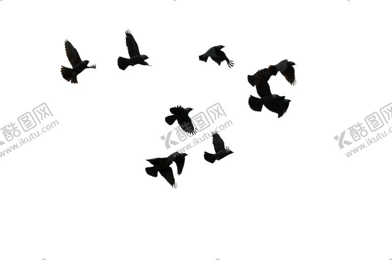 编号：47963409111249166033【酷图网】源文件下载-飞鸟