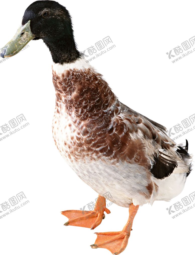 编号：78961410240557055499【酷图网】源文件下载-鸭子