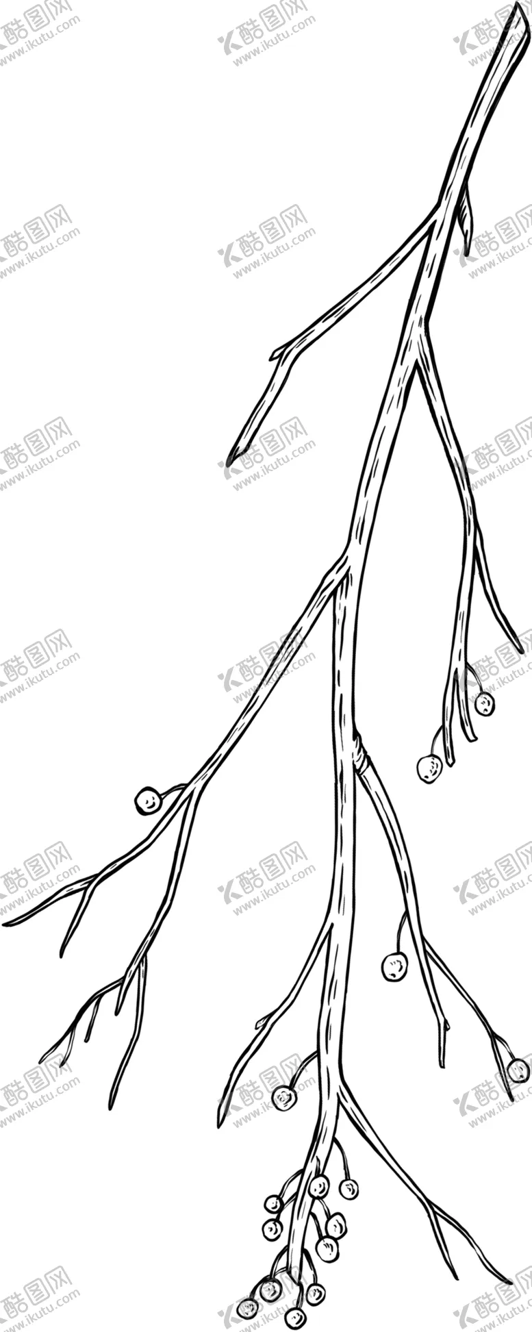 编号：21133806191625492814【酷图网】源文件下载-树枝素描