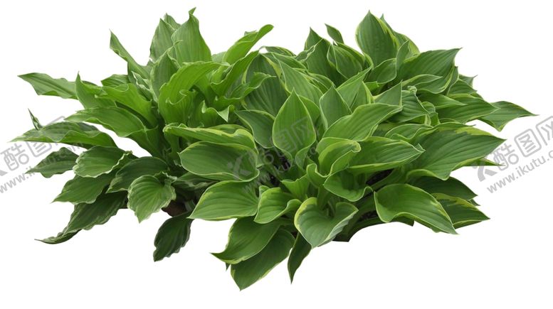 编号：39105009231843047285【酷图网】源文件下载-紫萼