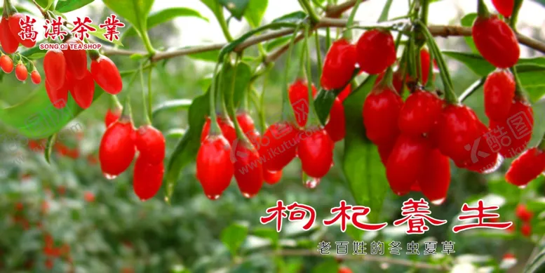 编号：57880604070142106643【酷图网】源文件下载-枸杞