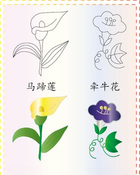 马蹄莲牵牛花