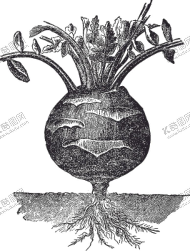 编号：22832810120331495768【酷图网】源文件下载-素描手绘蔬菜