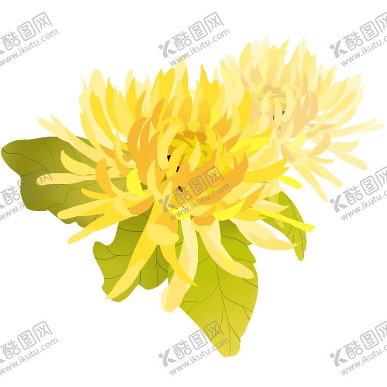 编号：11763009221230137356【酷图网】源文件下载-菊花素材