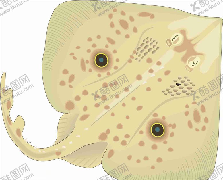 编号：22137909240916042815【酷图网】源文件下载-德克萨斯鱼海洋鱼鱼类矢量