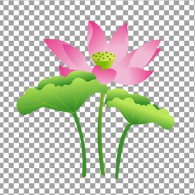 透明底荷花