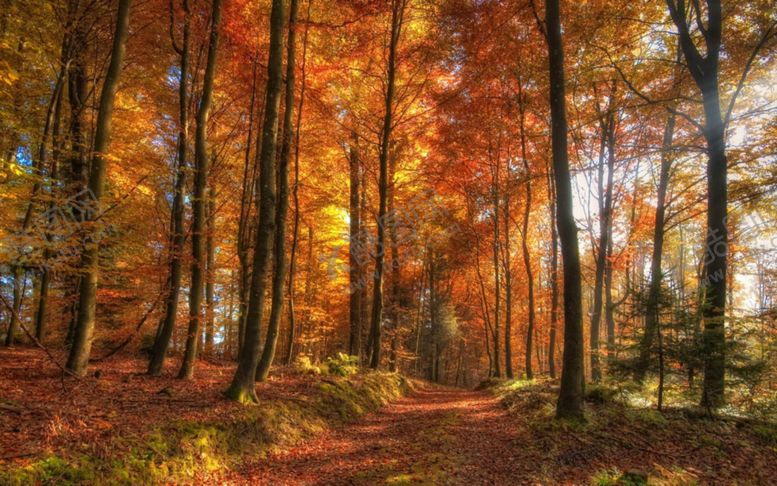 编号：37173809251651302651【酷图网】源文件下载-森林