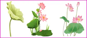 荷花荷叶韵仙