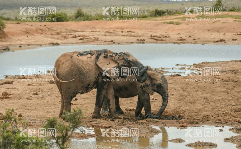 编号：62171811260701219503【酷图网】源文件下载-大象