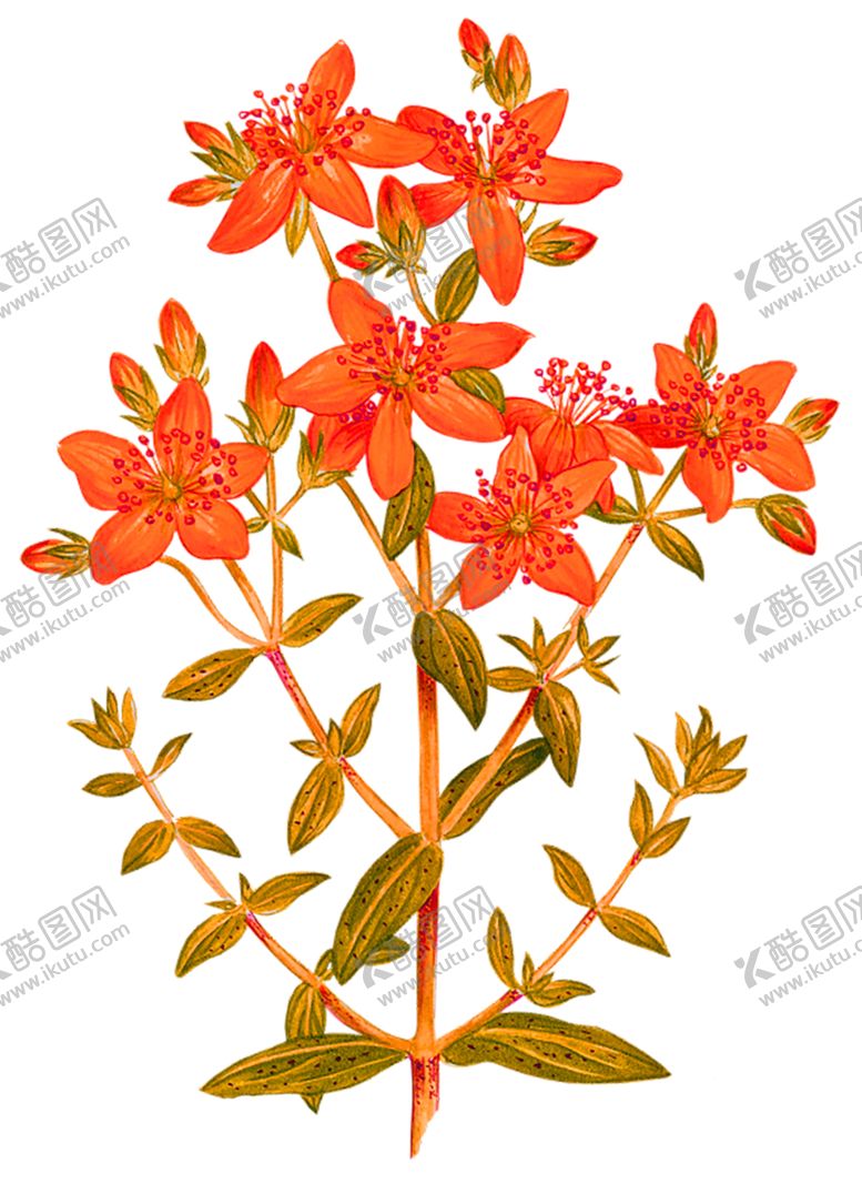 编号：13772005090854441097【酷图网】源文件下载-鲜花素材