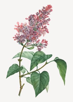 花纹郁金香玫瑰手绘叶子