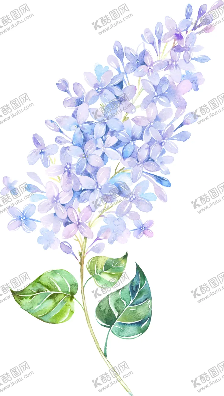 编号：72595904121700397995【酷图网】源文件下载-手绘薰衣草