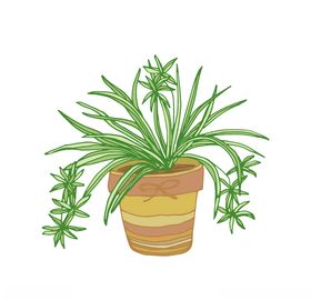 植物手绘