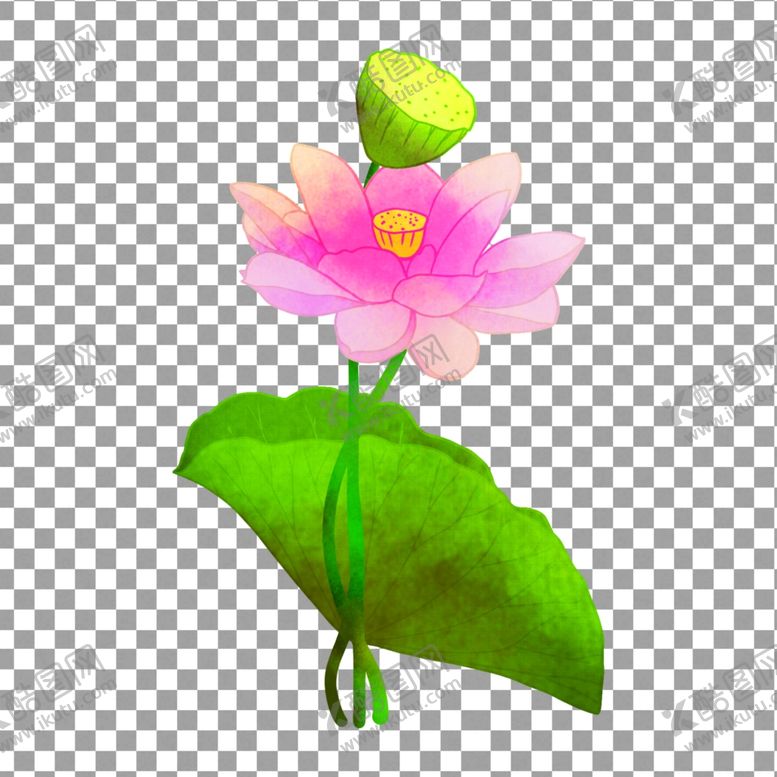 编号：24614009222259255343【酷图网】源文件下载-透明底荷花