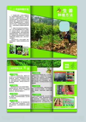 大姜种植方法