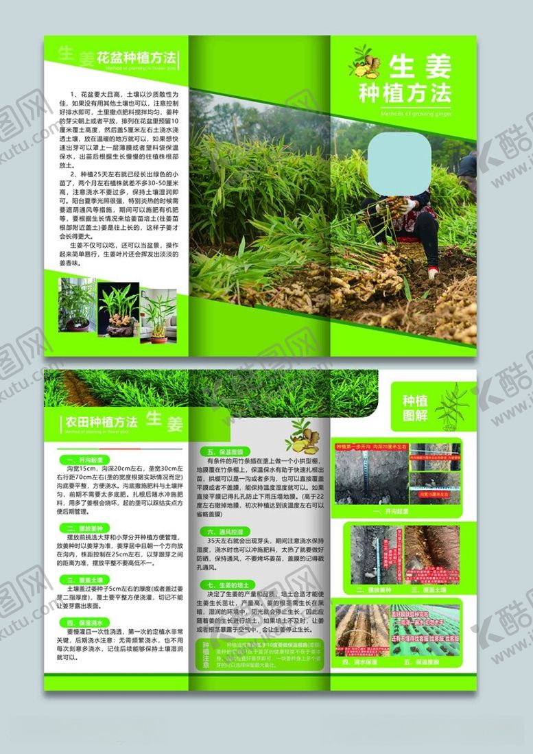 编号：69191706051632526007【酷图网】源文件下载-大姜种植方法