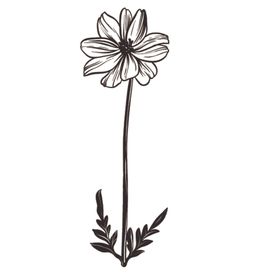 素描绘画植物花朵