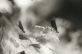 蜻蜓