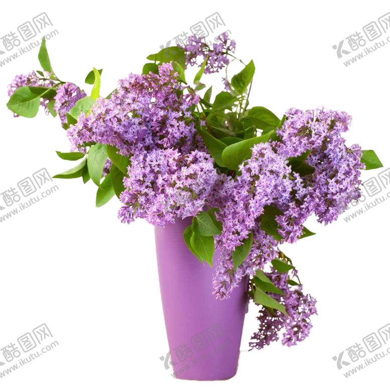 编号：13102201200831138460【酷图网】源文件下载-丁香花PNG免扣素材