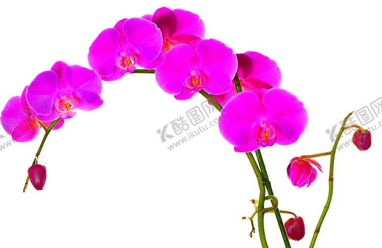 编号：13954707020641142887【酷图网】源文件下载-鲜花装饰