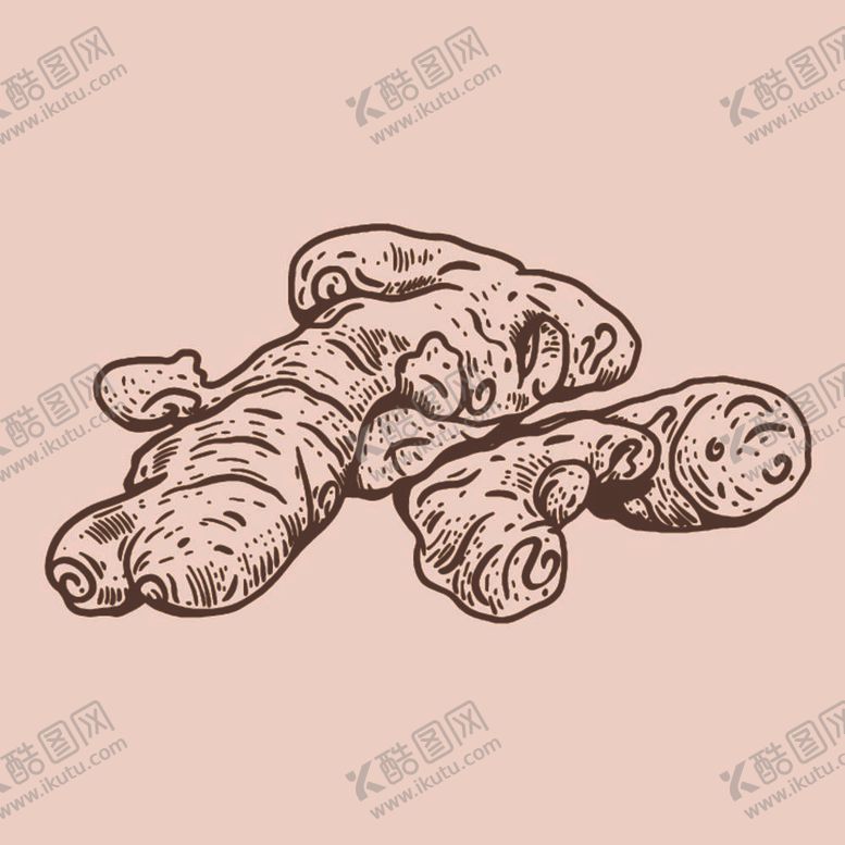 编号：64012112031136533565【酷图网】源文件下载-手绘生姜