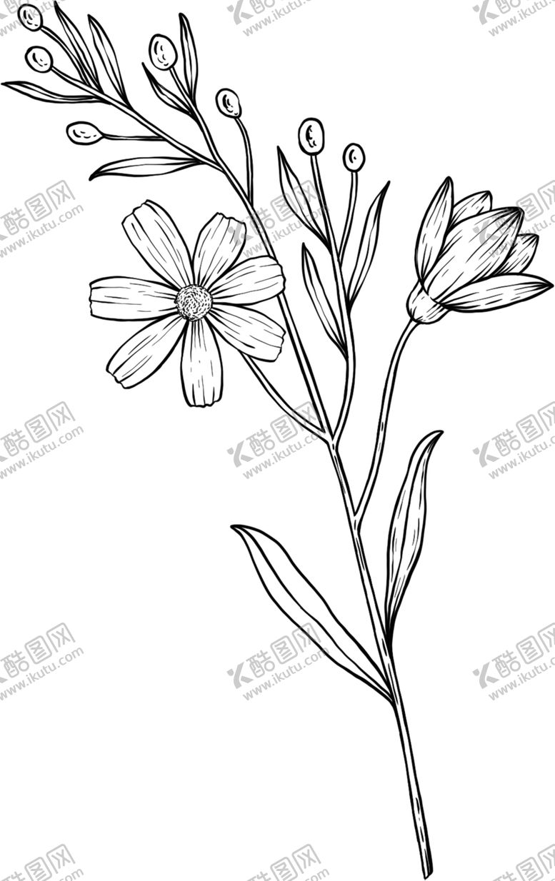 编号：38538609220927571218【酷图网】源文件下载-花朵素描