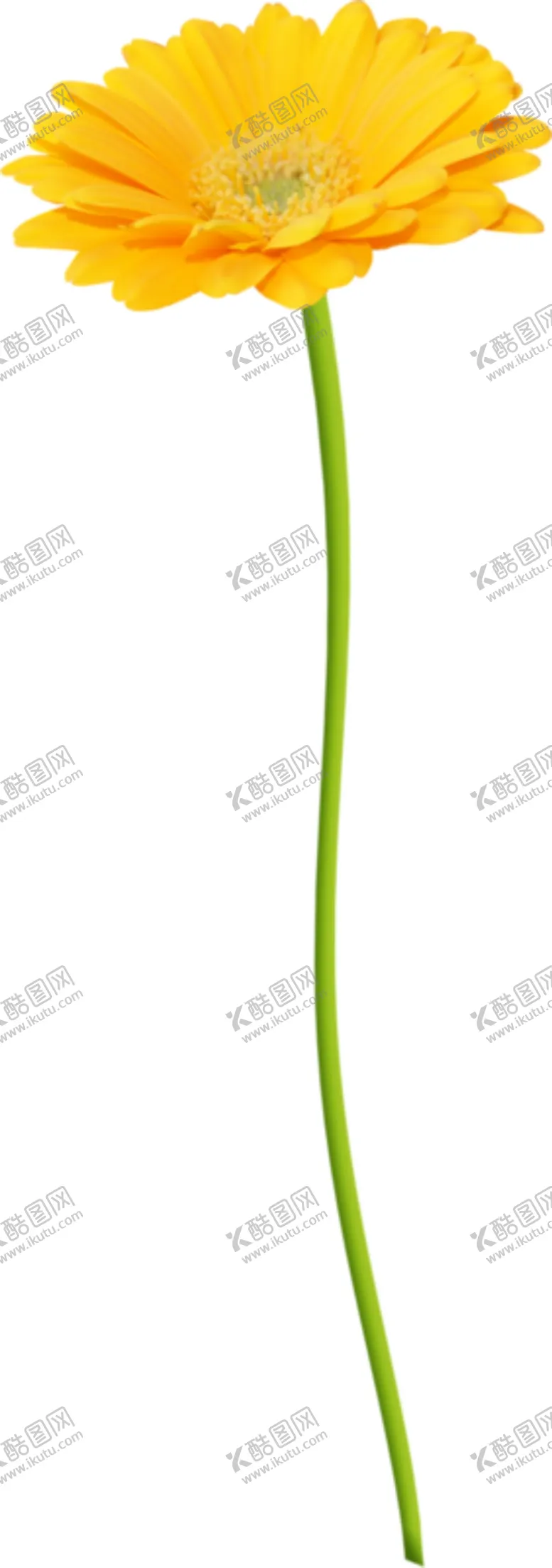 编号：27624504091917281879【酷图网】源文件下载-小野菊