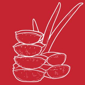 芦荟手绘插画