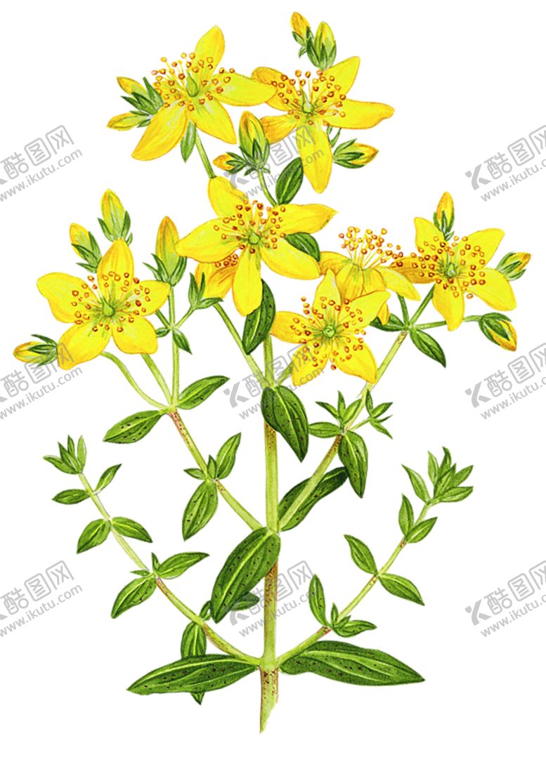 编号：83508709250438503848【酷图网】源文件下载-鲜花素材