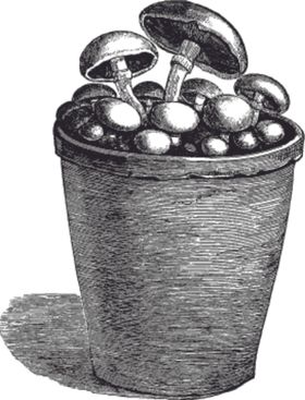 素描手绘蔬菜