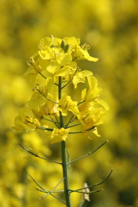 油菜花