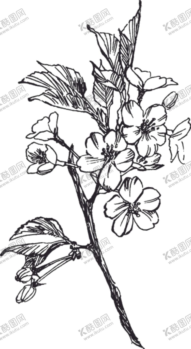 编号：35643110181027185124【酷图网】源文件下载-素描鲜花