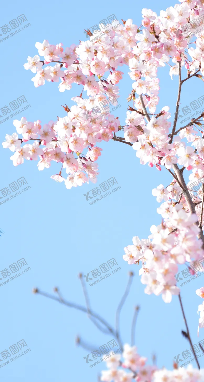编号：53679010091320309360【酷图网】源文件下载-樱花花枝