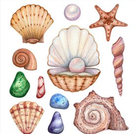 壳类生物