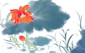 荷花插画