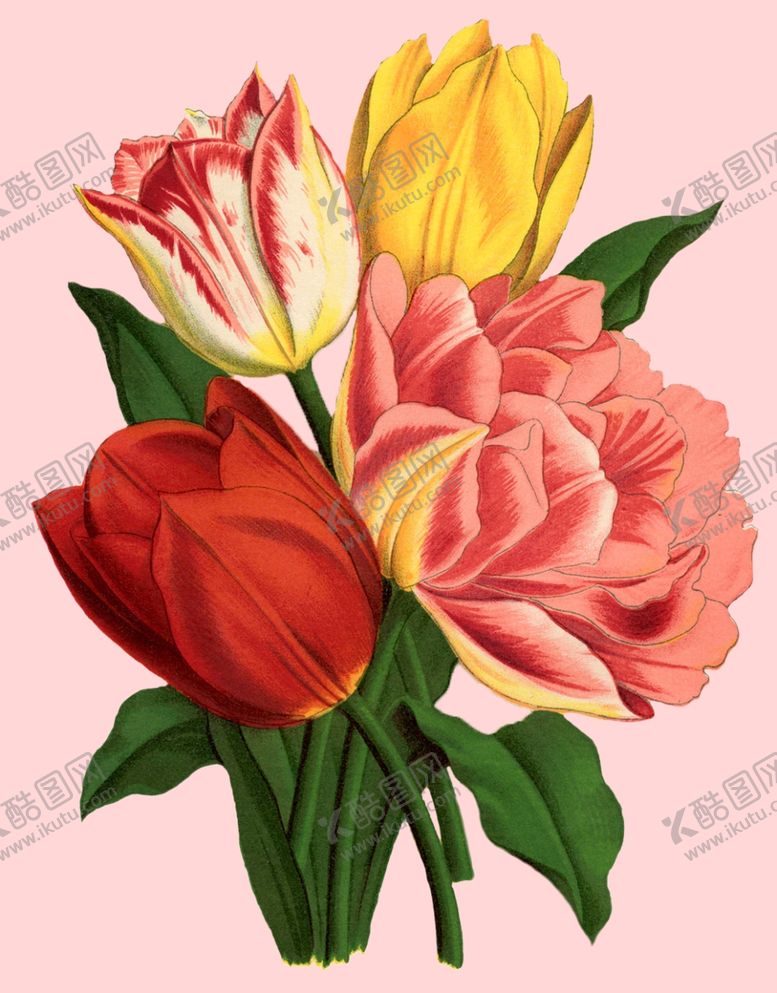 编号：40591010181421502835【酷图网】源文件下载-花卉植