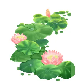 荷花素材叶夏至海报夏天背景