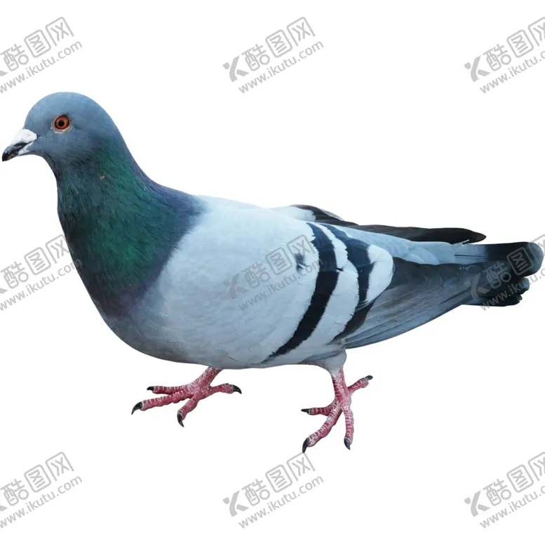 编号：68371904102058398216【酷图网】源文件下载-和平鸽