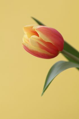 郁金香花朵绽放自然景观摄影